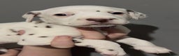 Dalmatian dogs for sale: Beautiful Dalmatian Puppies - Advert 2