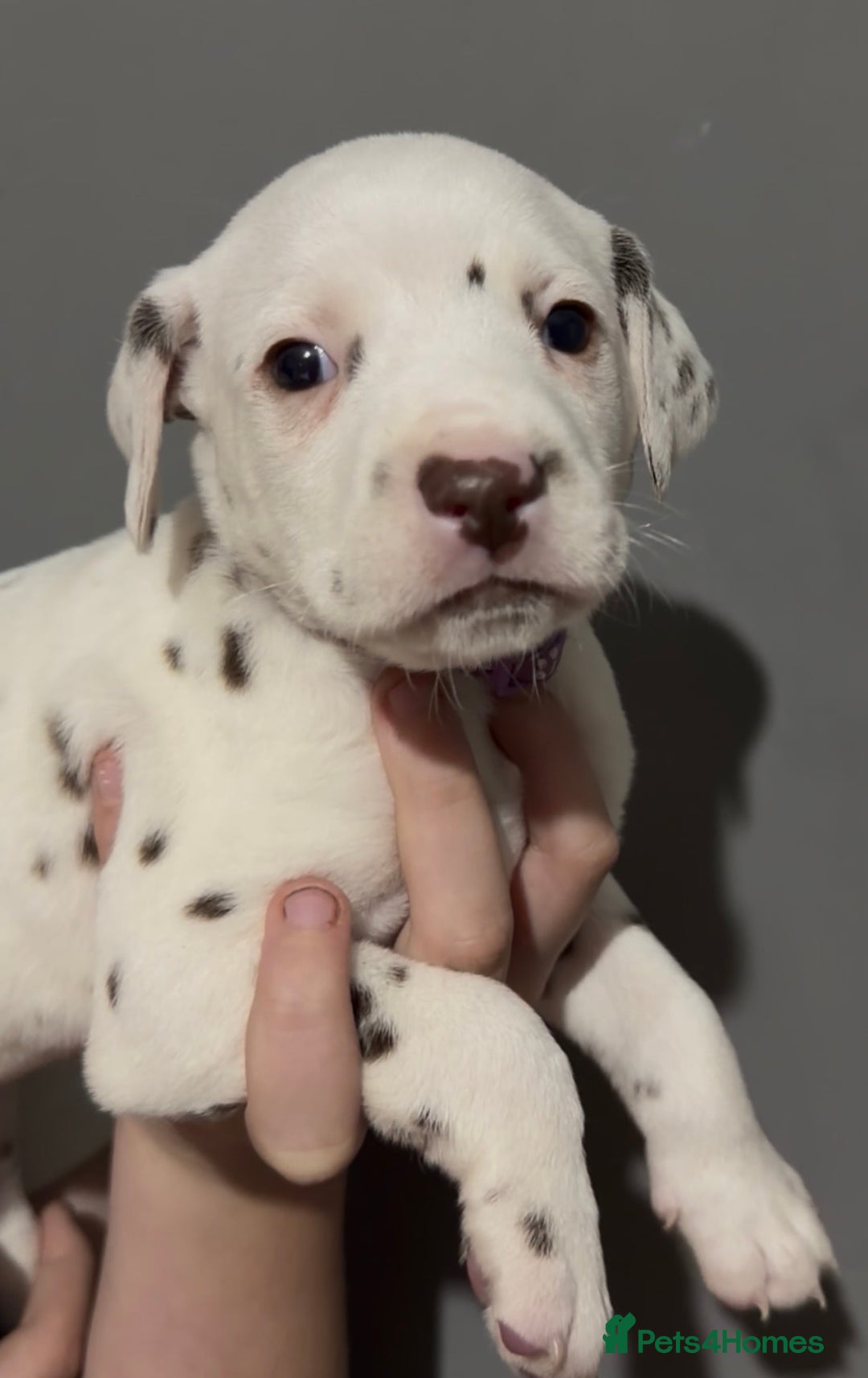 Dalmatian dogs for sale: Beautiful Dalmatian Puppies - Advert 2