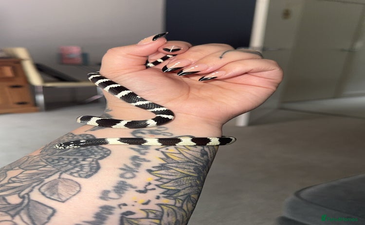 King Snake reptiles - Advert 5