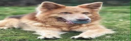 German Shepherd dogs for sale: Gorgeous German Shepherd Puppies - Advert 18
