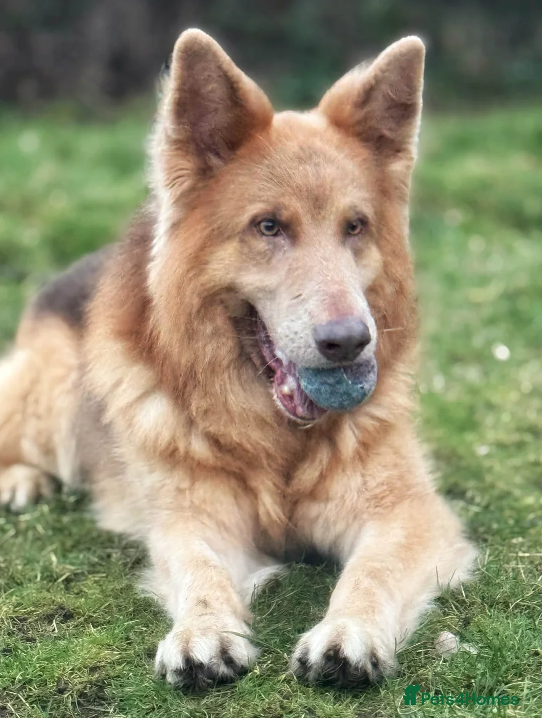 German Shepherd dogs for sale: Gorgeous German Shepherd Puppies - Advert 18