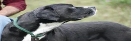 Mixed Breed dogs for adoption: Monky - Advert 3