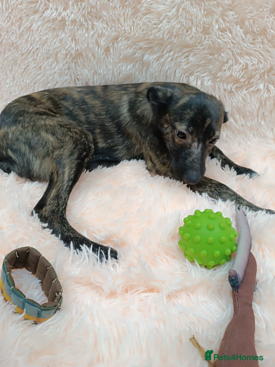 Mixed Breed dogs for adoption: 💙🐶 MILO 🐶💙 - Image 5