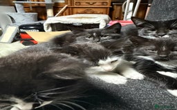 Korat cats for sale: KITTENS FOR FREE!!! NEED GONE ASAP! - Image 15