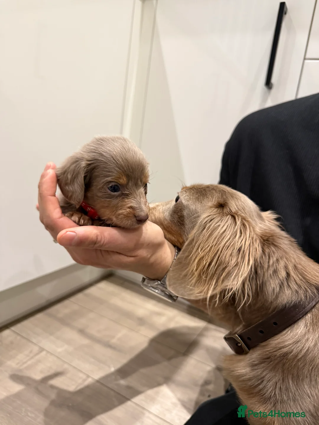 Miniature Dachshund dogs for sale: Stunning KC litter of Longhaired Minnies  - Advert 2