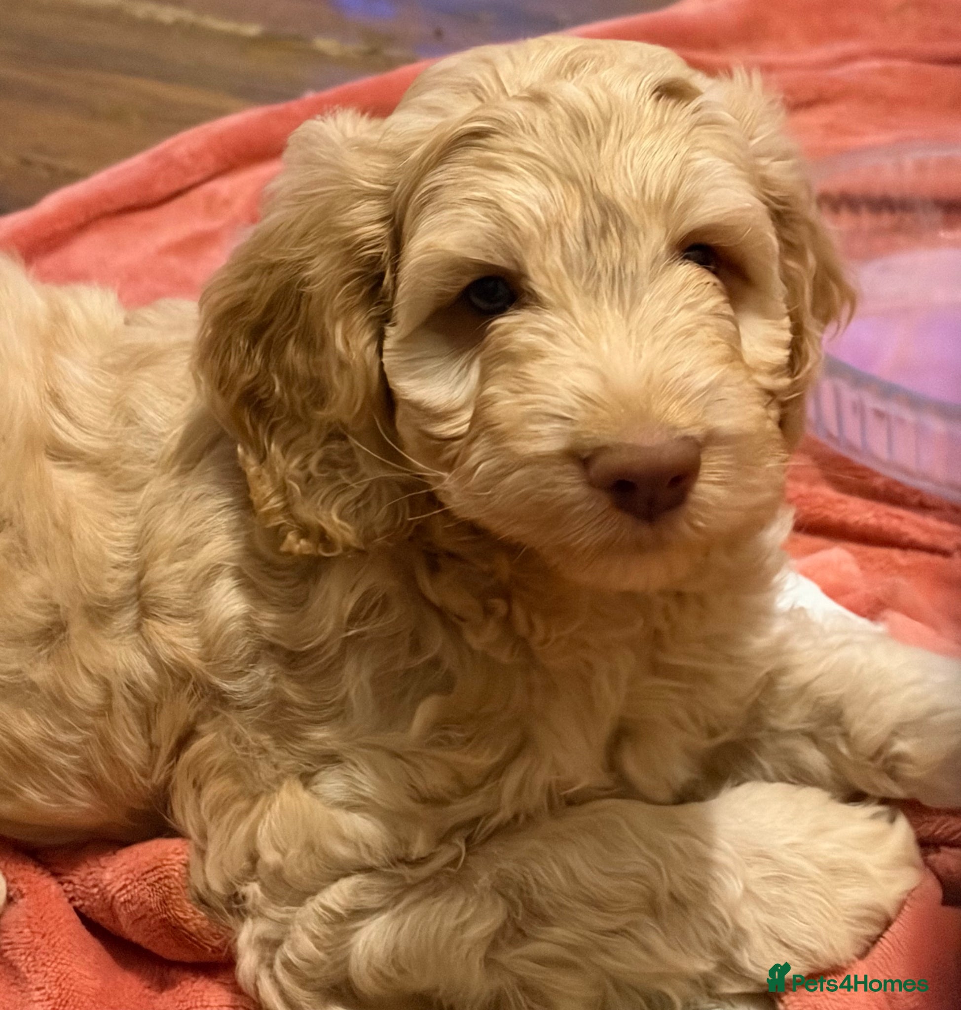 Cockapoo dogs 3 puppies left 2 tan boys and 1 brown girl - Advert 5