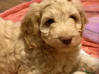 Cockapoo dogs 3 puppies left 2 tan boys and 1 brown girl - Advert 16