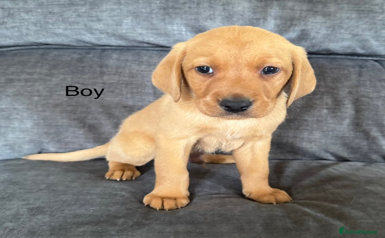 Labrador Retriever dogs - Advert 12