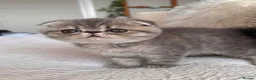 Persian cats for sale: Beautiful Scottish fold exotic Persian kittens  - Advert 6
