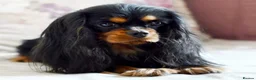 Cavalier King Charles Spaniel dogs for sale: Planned cavalier king charles spaniel litter  - Advert 6