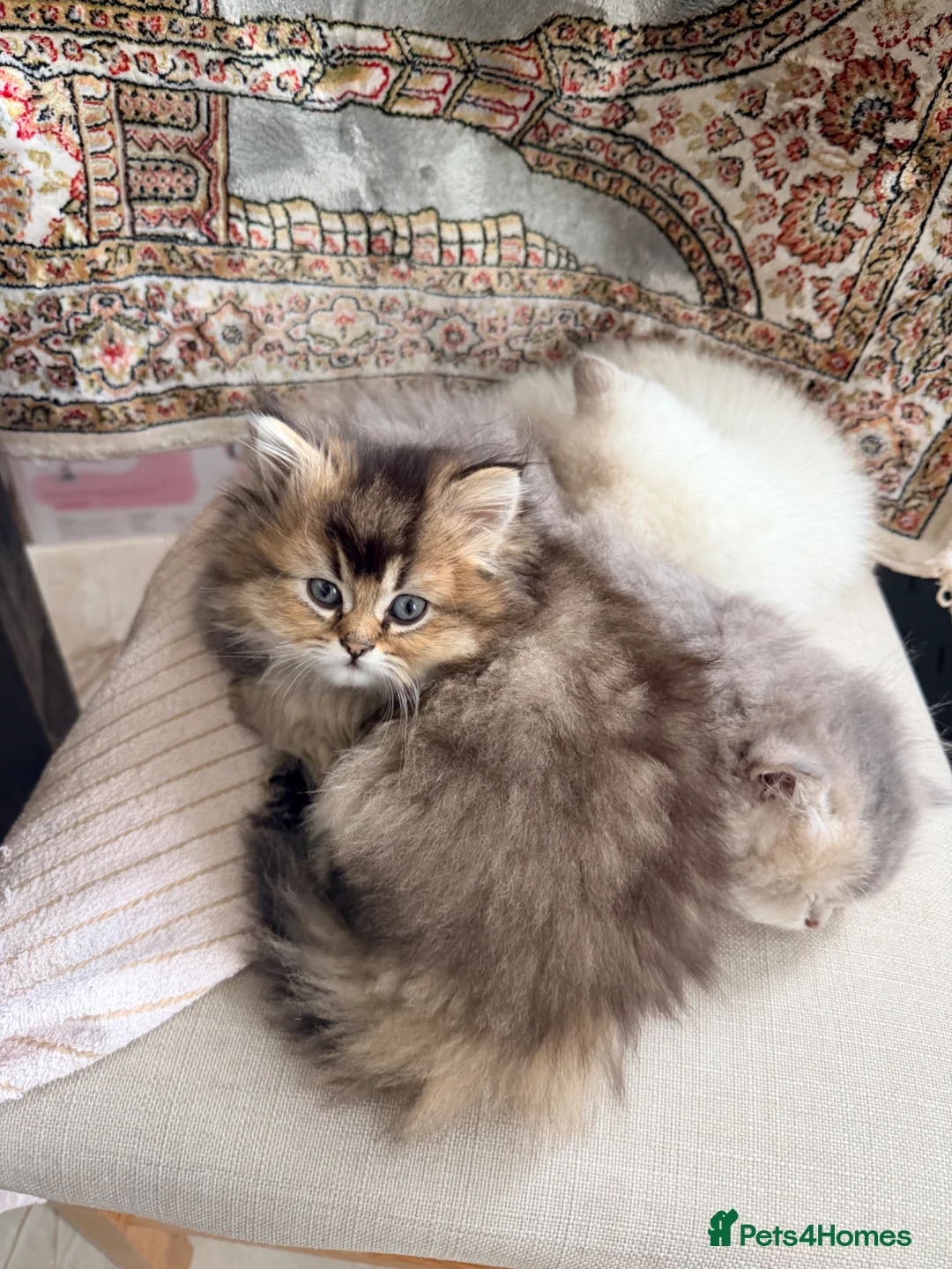 Scottish Fold cats for sale: Scottish Straight Longhair kittens - Advert 8