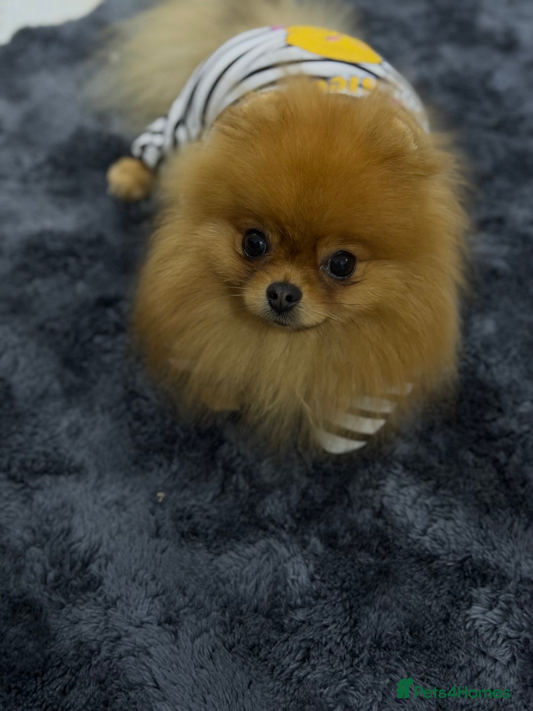 Pomeranian dogs for sale:  **  Russian blood lines sable Pom for sale 😍 - Advert 5