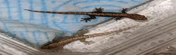 Gecko reptiles for sale: Mourning geckos - Advert 7