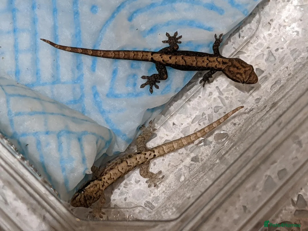 Gecko reptiles for sale: Mourning geckos - Advert 7