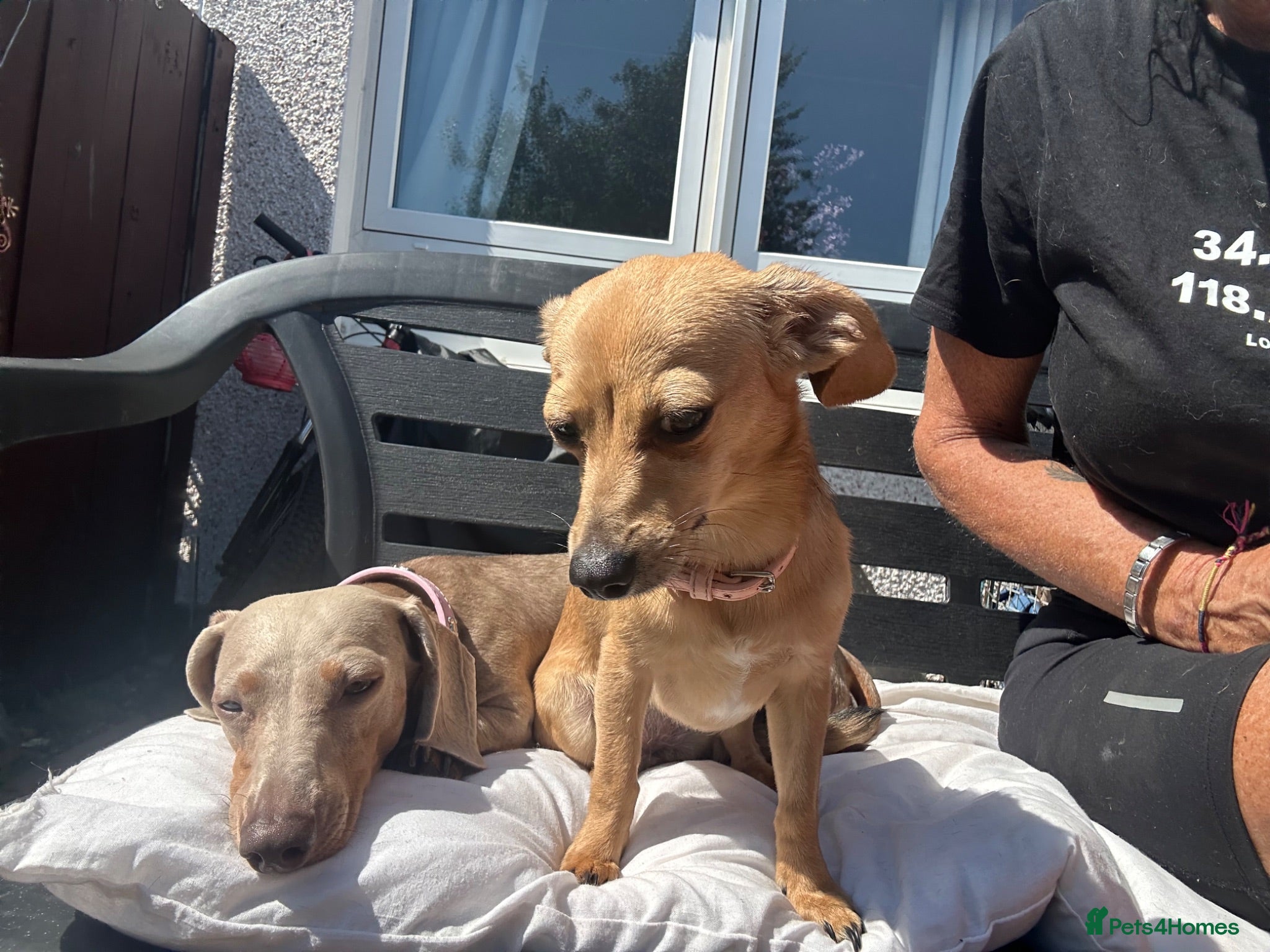 Dachshund dogs Stunning wee pups  - Advert 18