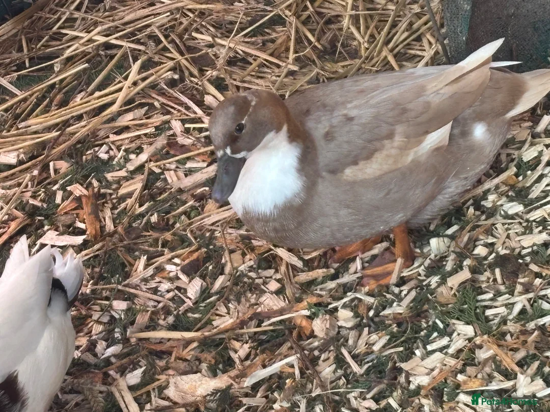 Ducks poultry for sale: Call ducks  in Rotherham - Advert 1