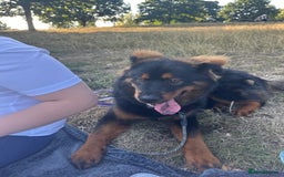 Mixed Breed dogs for sale: Rottweiler x Chow Chow - Image 2