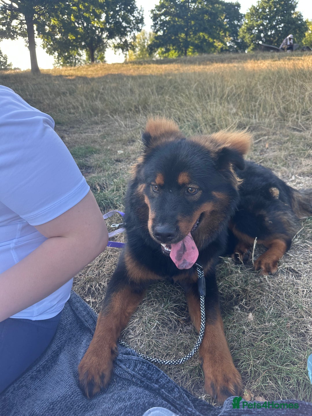 Mixed Breed dogs for sale: Rottweiler x Chow Chow - Image 2
