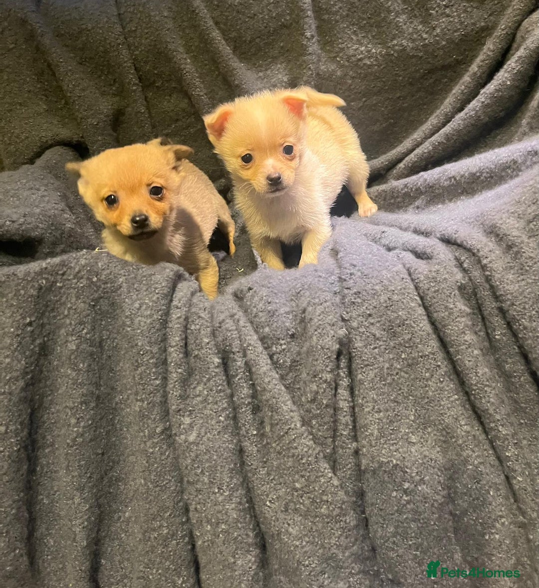 Pomchi dogs for sale: Pomeranian puppy's  - Advert 2