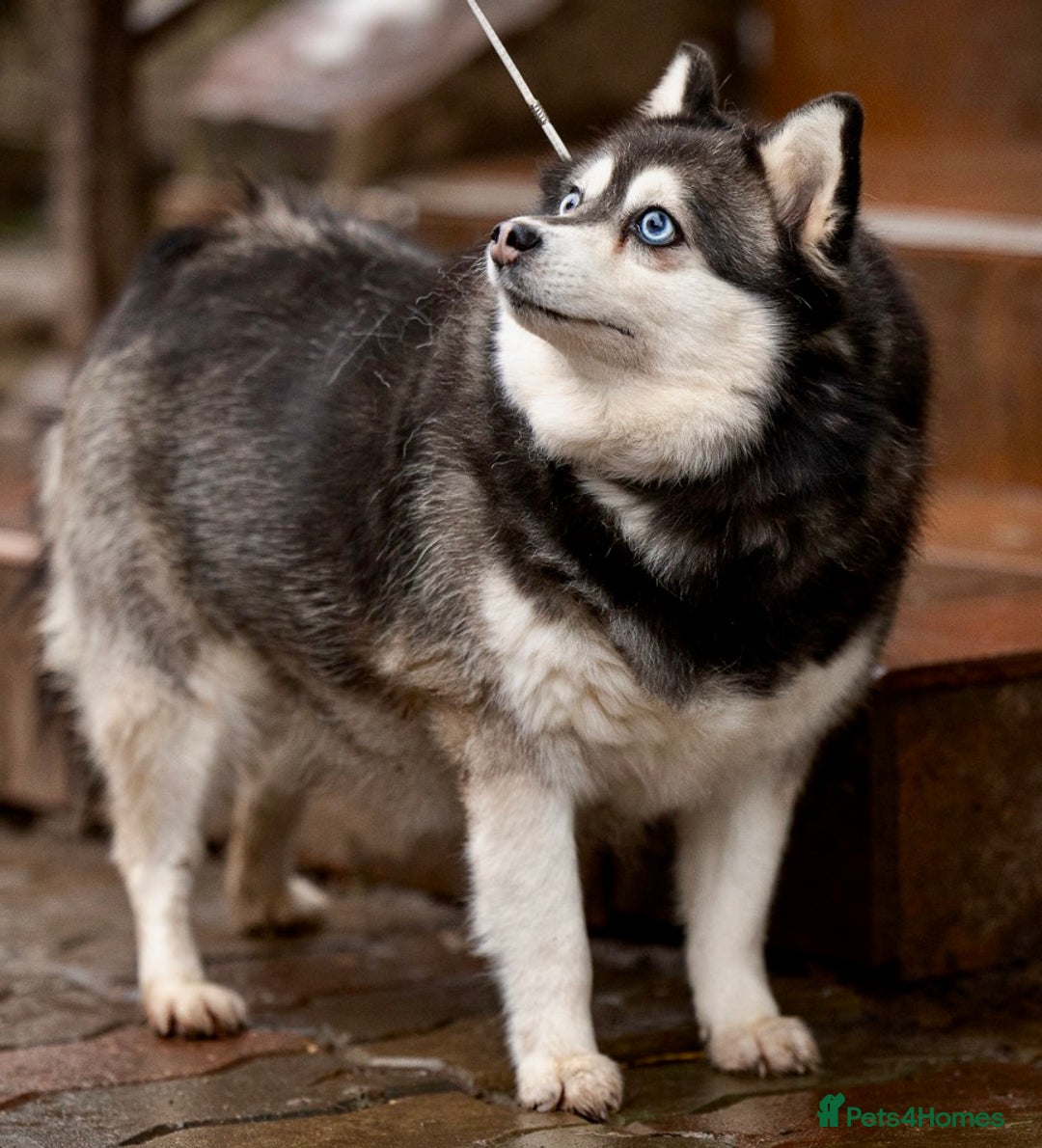 Pomsky dogs for adoption: GERA – Stunning blue-eyed Pomsky - Advert 6