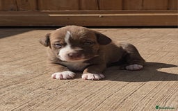 Cane Corso dogs for sale: Beautiful Italian Mastiff available - Image 10
