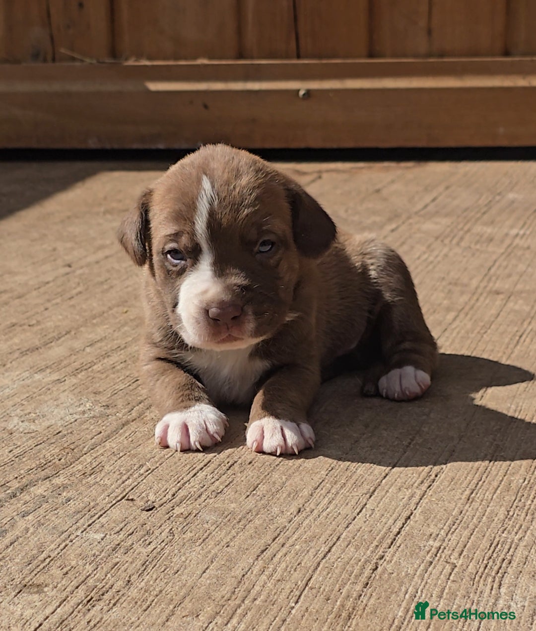 Cane Corso dogs for sale: Beautiful Italian Mastiff available - Image 10