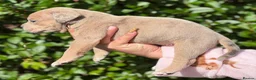 Olde English Bulldogge dogs for sale: Old English Bulldog Puppies – 6 Beautiful Puppies  in Coventry - Advert 8