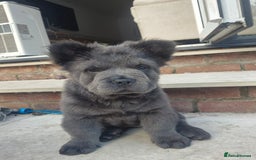 Mixed Breed dogs for sale: Chowxfrenchie Ready for new homes** - Image 4