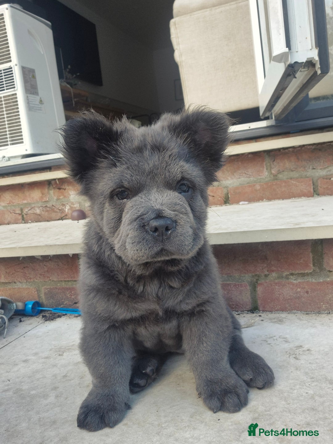 Mixed Breed dogs for sale: Chowxfrenchie Ready for new homes** - Image 4