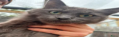 Maine Coon 2