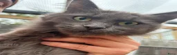 Maine Coon cats for sale: Smoke kitten 5 months old - Advert 26