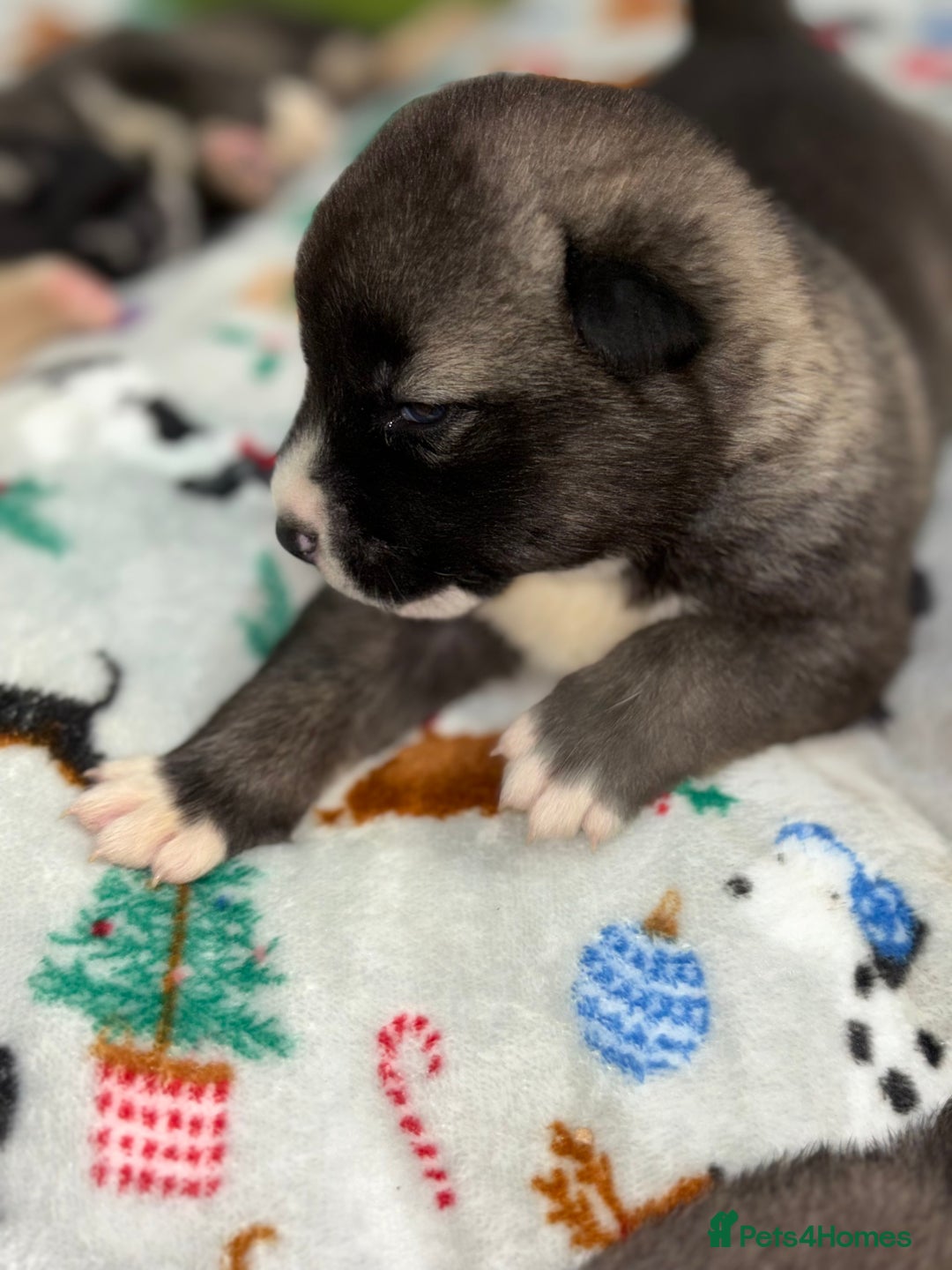 Huskita dogs for sale: american akuta X husky - Advert 13