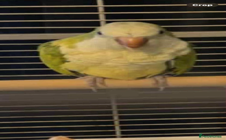 Parakeets birds 2 male Quaker parrots for sale  - Advert 1