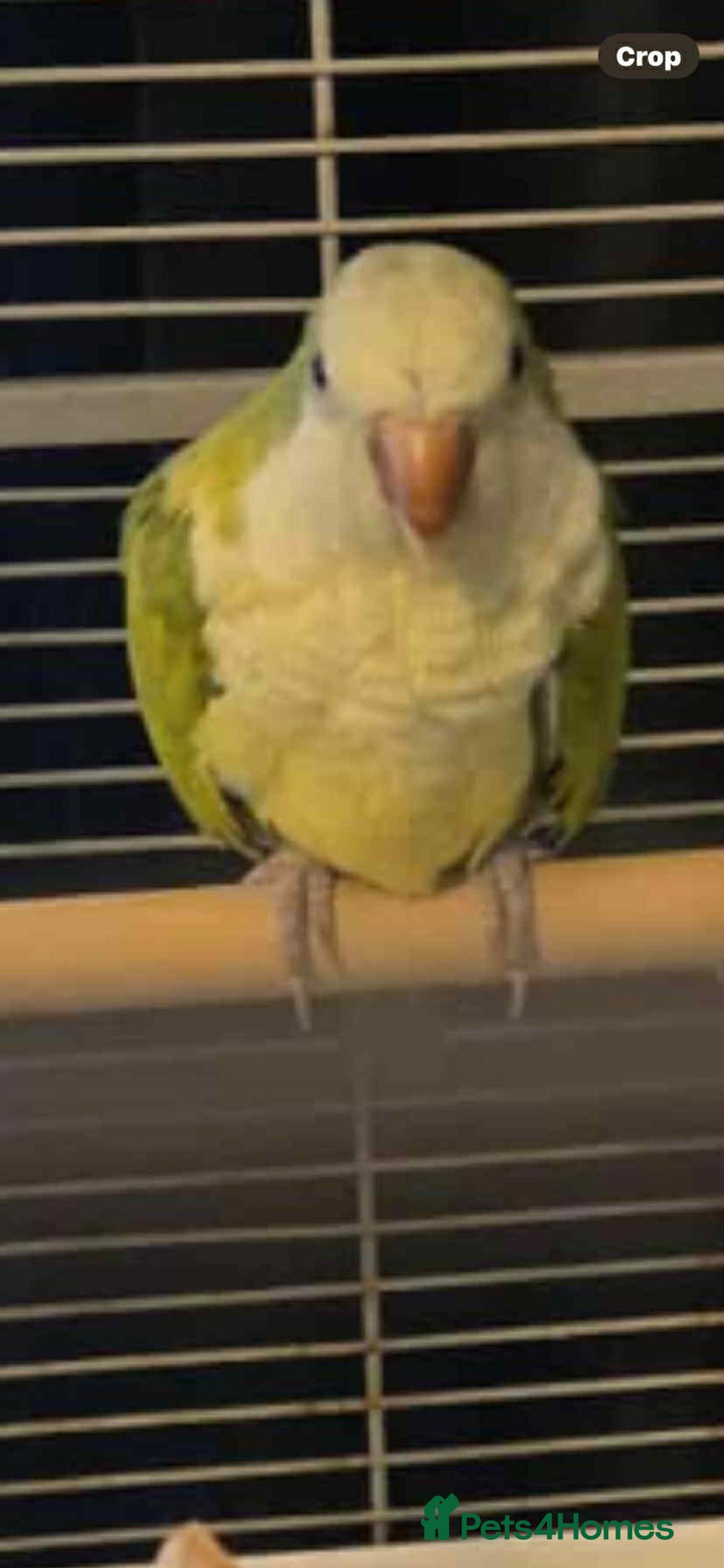 Parakeets birds for sale: 2 male Quaker parrots for sale  - Advert 1