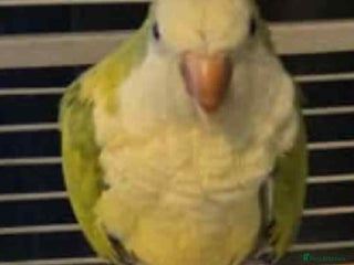 Parakeets birds for sale: 2 male Quaker parrots for sale - Advert 1
