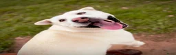Mixed Breed dogs for adoption: Suki ready for adoption (23 kgs) in Bristol - Advert 5