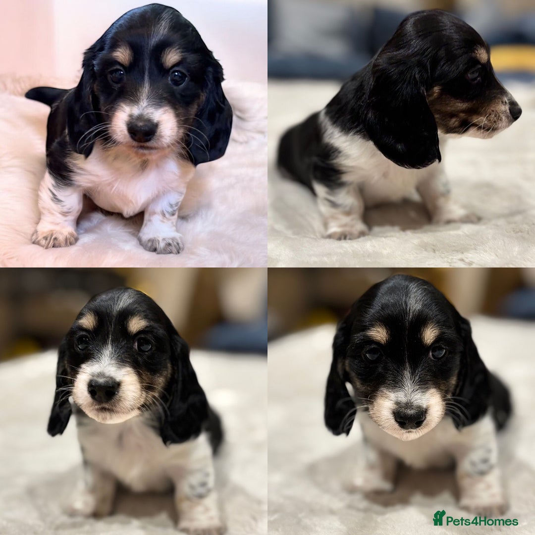 Miniature Dachshund dogs for sale: KC Registered Cream Long Hair Miniature Dachshunds - Advert 5