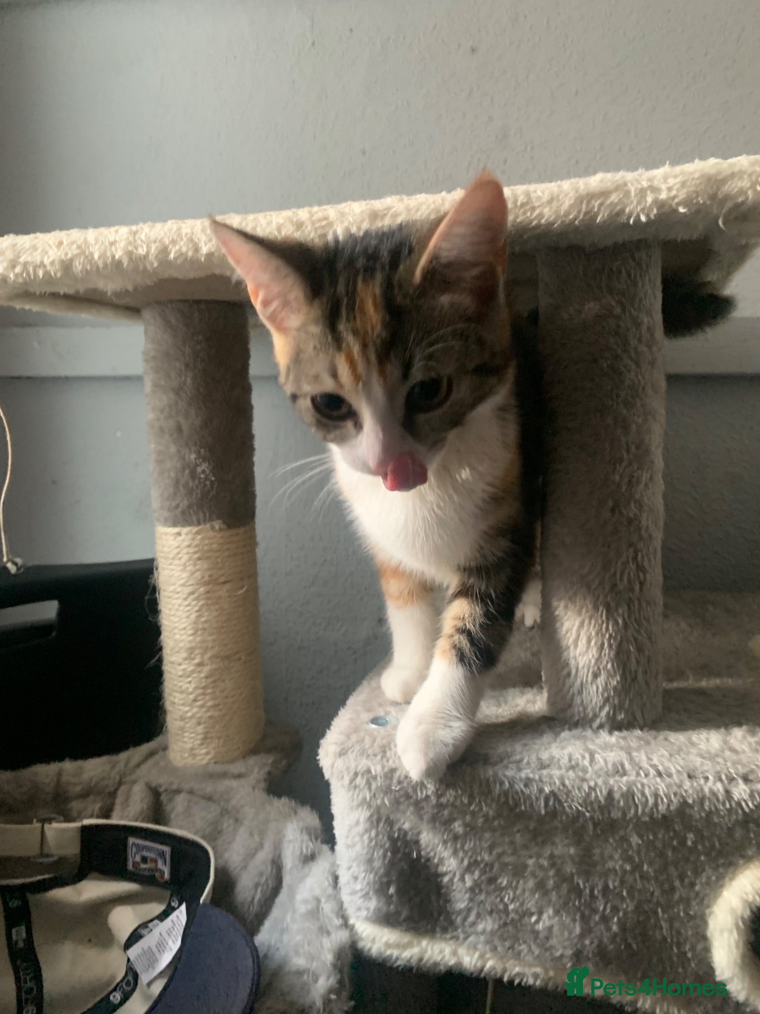 Domestic Shorthair cats 3 beautiful 6 month old kittens  - Advert 4