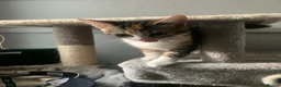 Domestic Shorthair cats for sale: 3 beautiful 6 month old kittens  - Advert 1