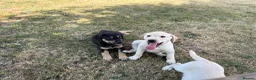 Labrador Retriever dogs for sale: Beautiful Labrador puppies  - Advert 6