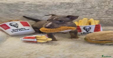 Miniature Bull terrier dogs 🐾 Exclusive Miniature Bull Terrier Puppies🐾  - Advert 10