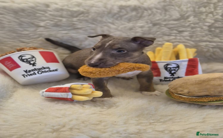 Miniature Bull terrier dogs - Advert 1