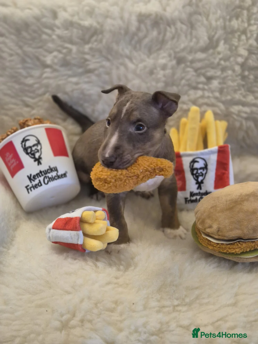 Miniature Bull terrier dogs for sale: REDUCED Exclusive Miniature Bull Terrier Pups  - Advert 6