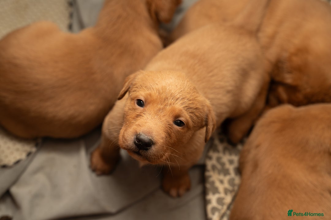 Labrador Retriever dogs for sale: Stunning Fox Red Labrador Puppies For Sale - Image 10