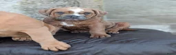 Olde English Bulldogge dogs for sale: Olde English bulldogge  - Advert 15