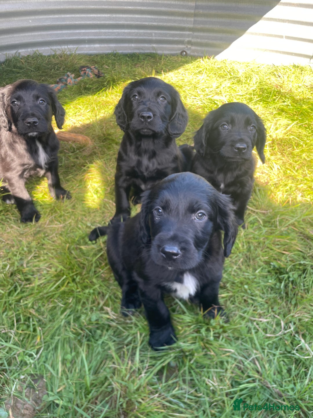 Mixed Breed dogs for sale: Beautiful Spangold puppies  - Image 4