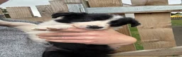 Border Collie dogs for sale: Male Border Collies - Advert 6