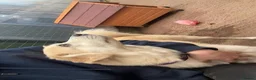 Mixed Breed dogs for adoption: Meet Alex &Delilah, residing in Cheshire  in Nantwich - Advert 6