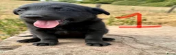 Borador dogs for sale: Lab x collies  - Advert 2