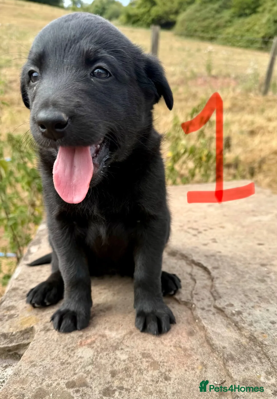 Borador dogs for sale: Lab x collies  - Advert 2